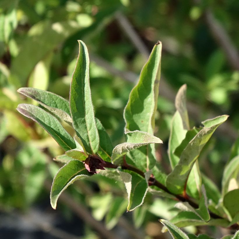 Lonicera involucrata var. ledebourii - Geißblatt (Laub)