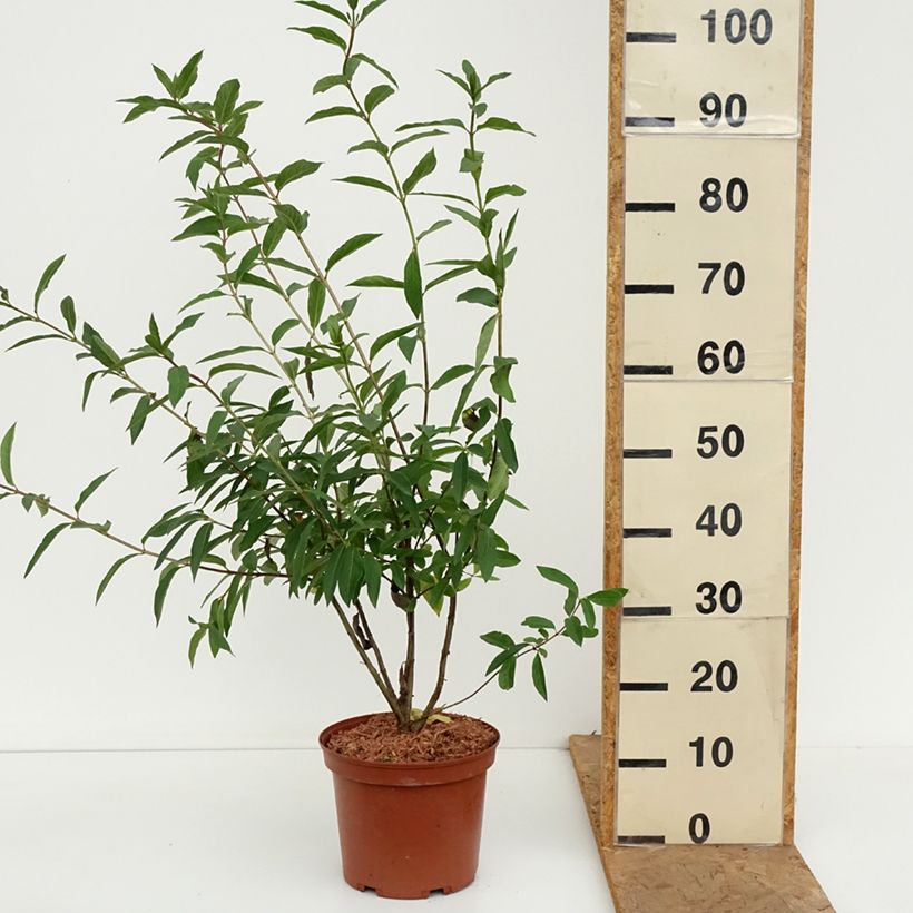 Exemplar von Lonicera involucrata var. ledebourii - Geißblatt Topf mit 4L/5L wie im Herbst geliefert