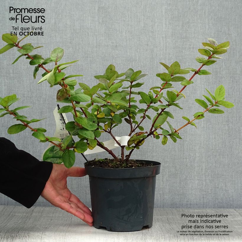 Exemplar von Heckenkirsche Duet - Lonicera kamtschatica Topf mit 1,5L/2L, Strauch wie im Herbst geliefert