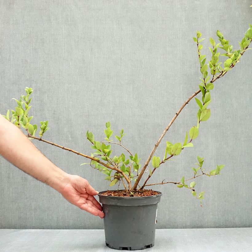 Exemplar von Lonicera maackii - Schirm-Heckenkirsche Topf mit 4L/5L wie im Sommer geliefert