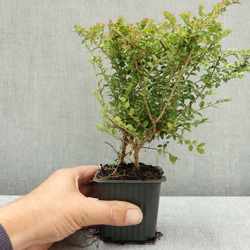 Exemplar von Lonicera nitida Ernest Wilson - Heckenmyrte Kleine Töpfe von 8/9 cm wie im Sommer geliefert