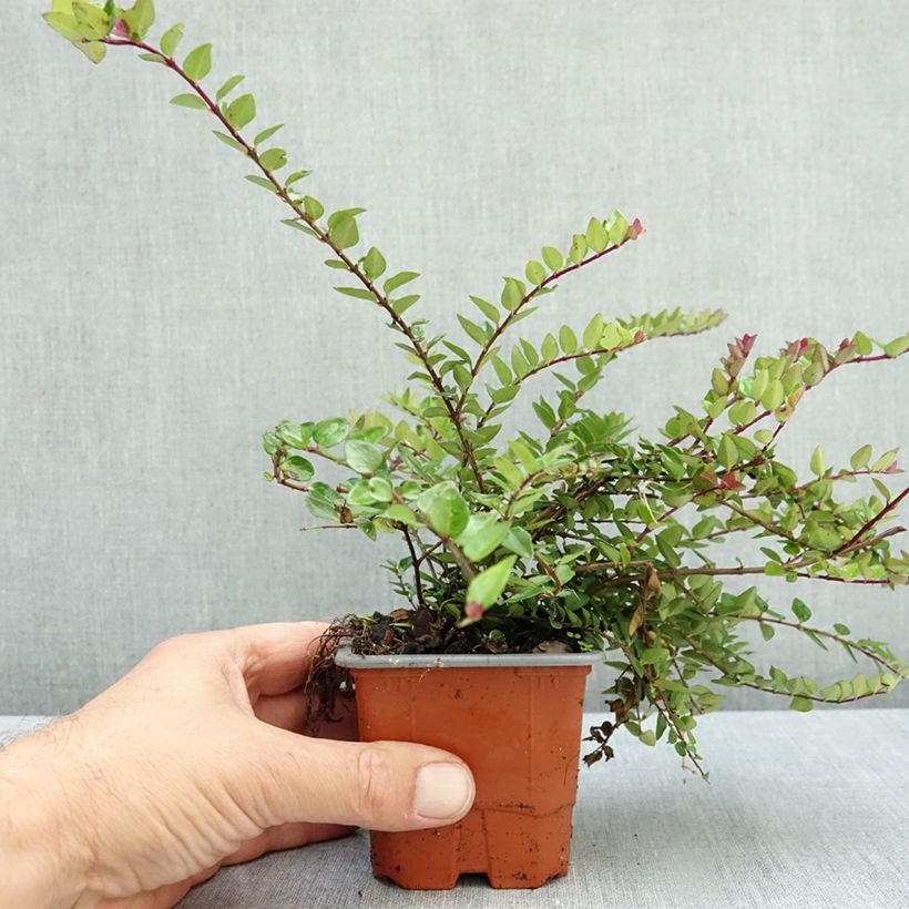 Exemplar von Lonicera nitida Garden Clouds Copper Glow - Heckenmyrte Kleine Töpfe von 8/9 cm wie im Herbst geliefert