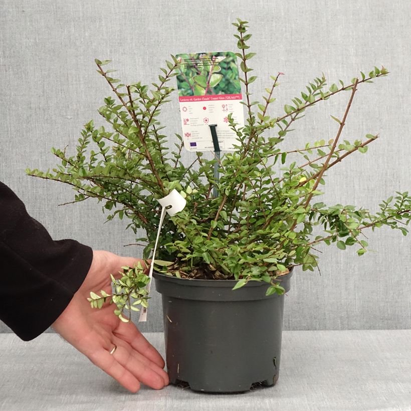 Exemplar von Lonicera nitida Garden Clouds Copper Glow - Heckenmyrte Topf mit 2L/3L wie im Winter geliefert