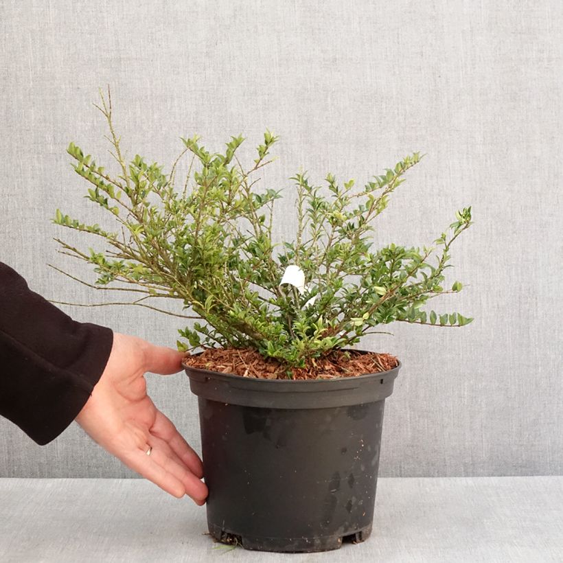 Exemplar von Lonicera nitida Garden Clouds Green Breeze - Heckenmyrte Topf mit 4L/5L wie im Winter geliefert