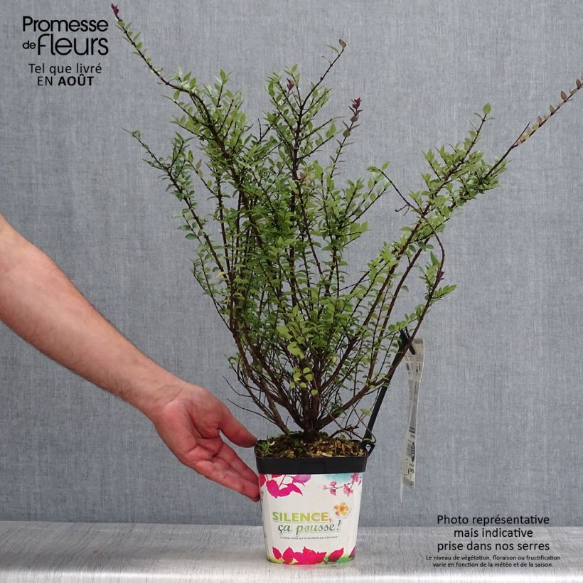 Exemplar von Lonicera nitida Purple Storm - Heckenmyrte Topf mit 2L/3L wie im Sommer geliefert