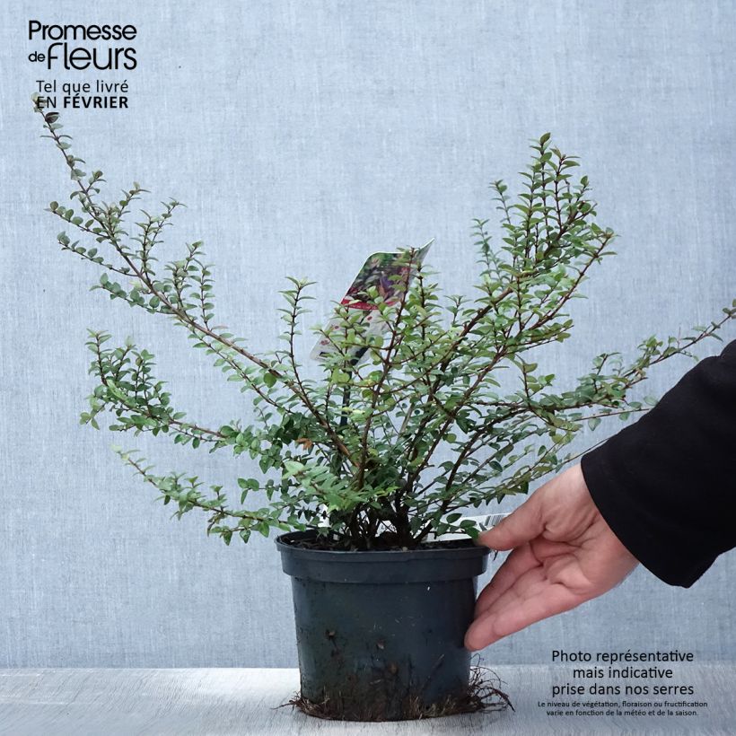 Exemplar von Lonicera nitida Purple Storm - Heckenmyrte Topf mit 2L/3L wie im Winter geliefert