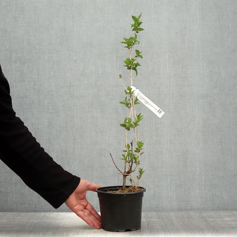 Exemplar von Lonicera nitida Purple Storm - Heckenmyrte Topf mit 2L/3L wie im Frühjahr geliefert