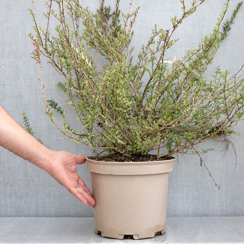 Exemplar von Lonicera nitida Purple Storm - Heckenmyrte Topf mit 7,5L/10L wie im Sommer geliefert