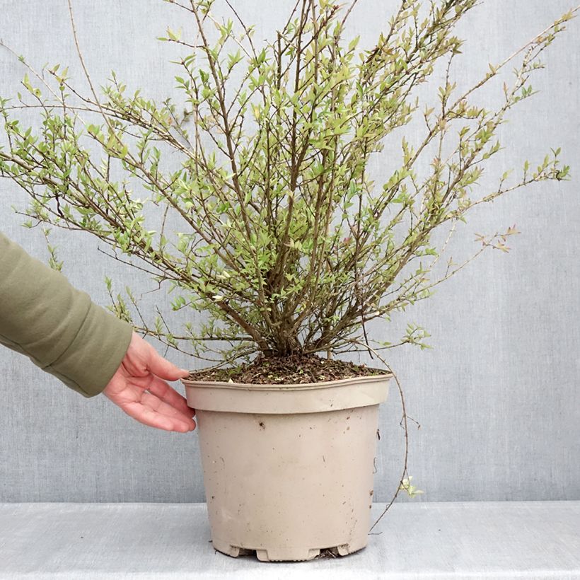 Exemplar von Lonicera nitida Purple Storm - Heckenmyrte Topf mit 7,5L/10L wie im Winter geliefert