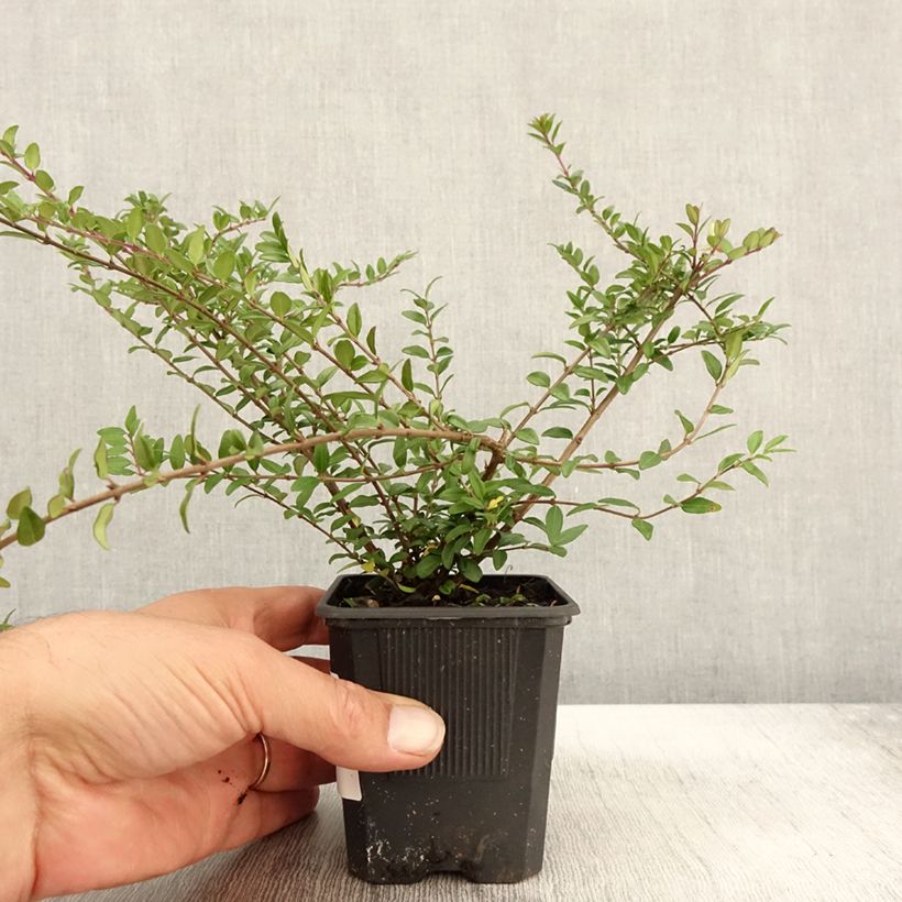 Exemplar von Lonicera nitida Hohenheimer Findling - Heckenmyrte Kleine Töpfe von 8/9 cm wie im Herbst geliefert
