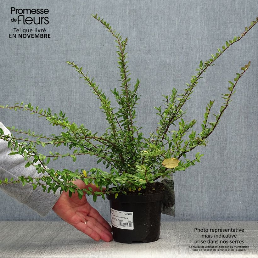 Exemplar von Lonicera nitida Hohenheimer Findling - Heckenmyrte Topf mit 1L/1,5L wie im Herbst geliefert