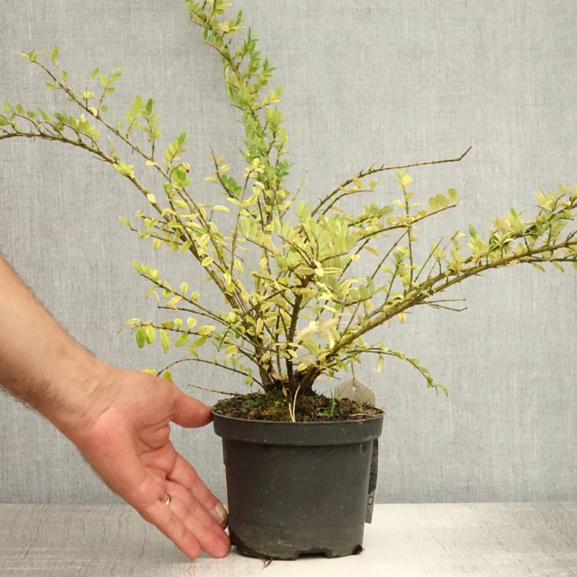 Exemplar von Lonicera nitida Hohenheimer Findling - Heckenmyrte Topf mit 1L/1,5L wie im Sommer geliefert