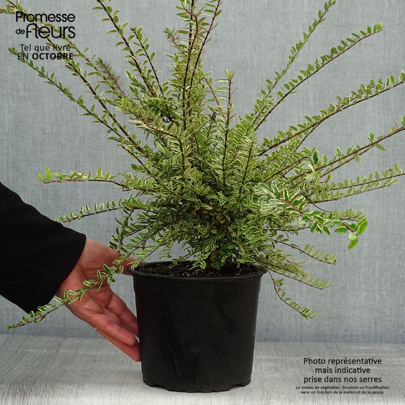 Exemplar von Lonicera nitida Lemon Beauty - Heckenmyrte Topf mit 2L/3L wie im Herbst geliefert
