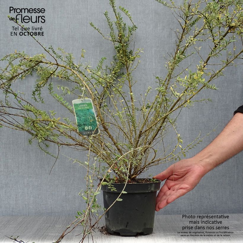 Exemplar von Lonicera nitida Silver Beauty - Heckenmyrte Topf mit 2L/3L wie im Herbst geliefert