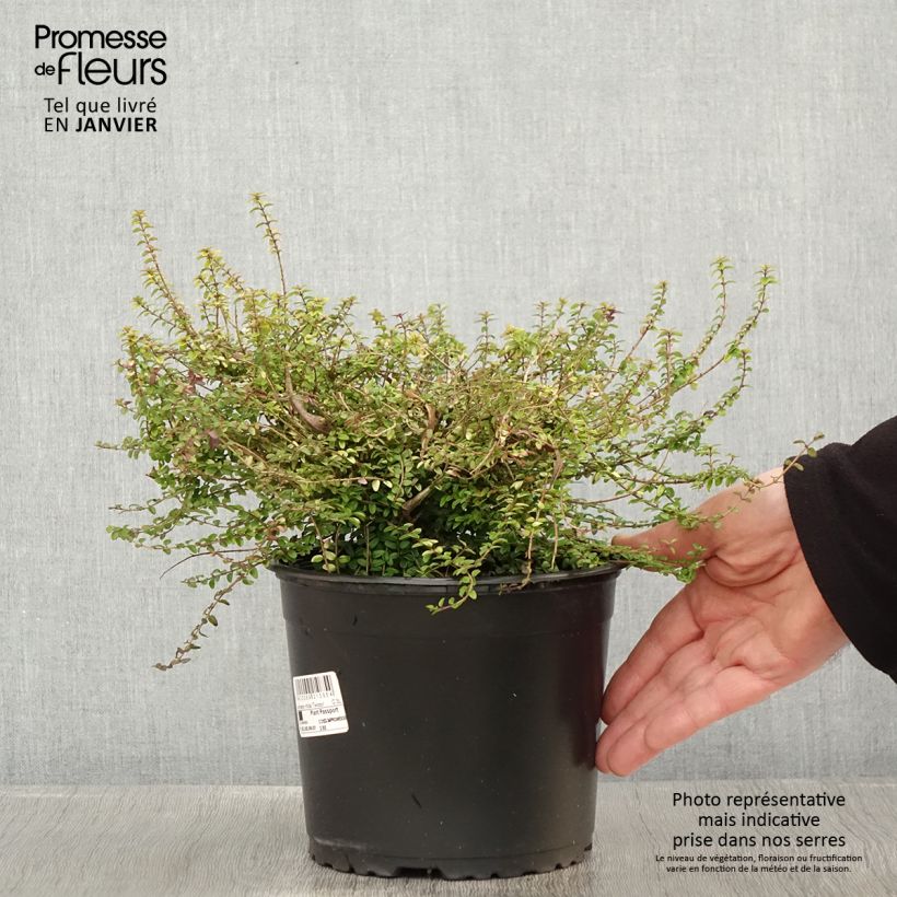 Exemplar von Lonicera nitida Twiggy - Heckenmyrte Topf mit 2L/3L wie im Winter geliefert