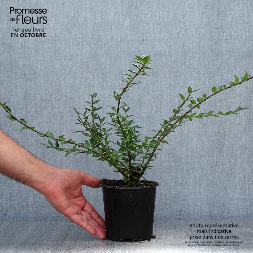 Exemplar von Lonicera pileata - Böschungsmyrthe Topf mit 1L/1,5L wie im Herbst geliefert