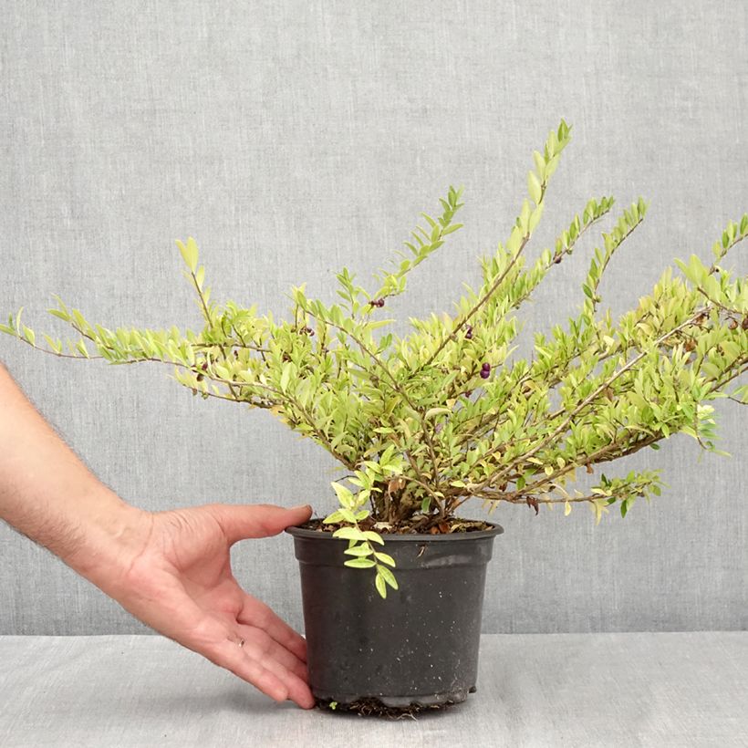 Exemplar von Lonicera pileata - Böschungsmyrthe Topf mit 2L/3L wie im Sommer geliefert