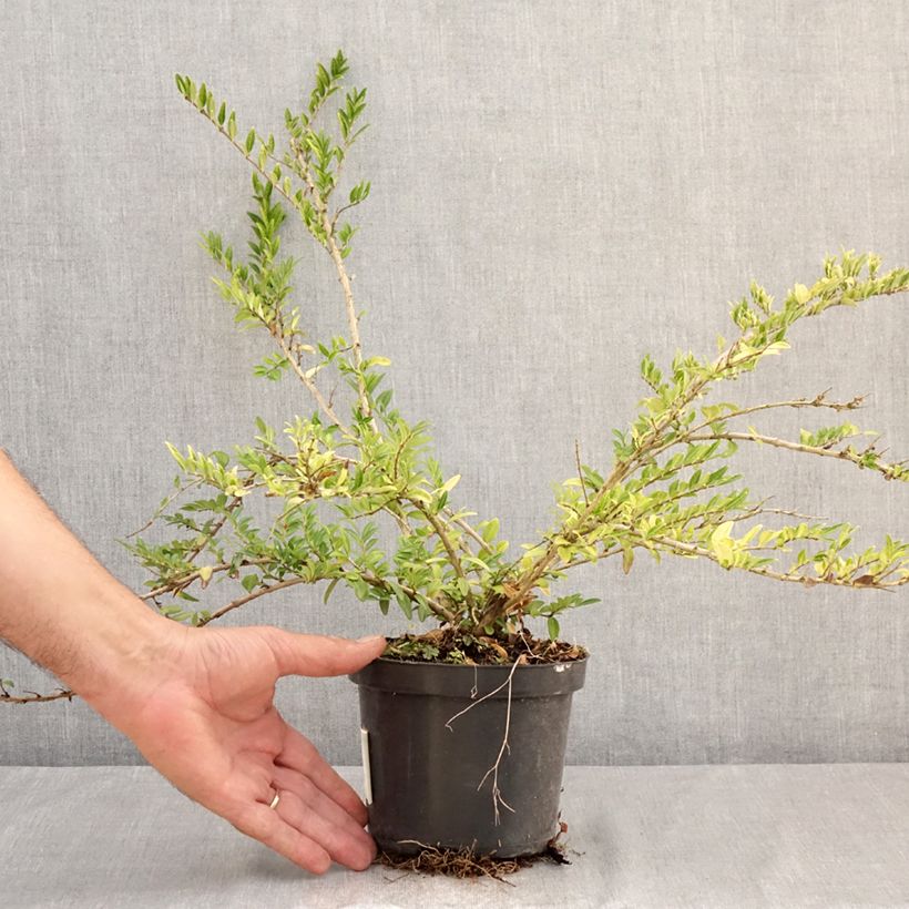 Exemplar von Lonicera pileata Mossgreen - Böschungsmyrthe Topf mit 1L/1,5L wie im Sommer geliefert