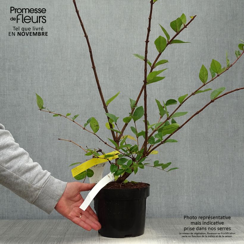 Exemplar von Lonicera purpusii Winter Beauty - Winter-Heckenkirsche Topf mit 3L/4L wie im Herbst geliefert