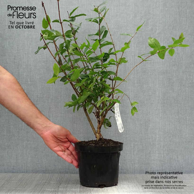 Exemplar von Lonicera tatarica - Tatarische Heckenkirsche Topf mit 2L/3L wie im Herbst geliefert