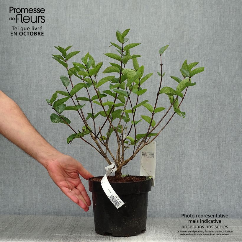 Exemplar von Lonicera tatarica Hack's Red - Tatarische Heckenkirsche Topf mit 3L/4L wie im Herbst geliefert