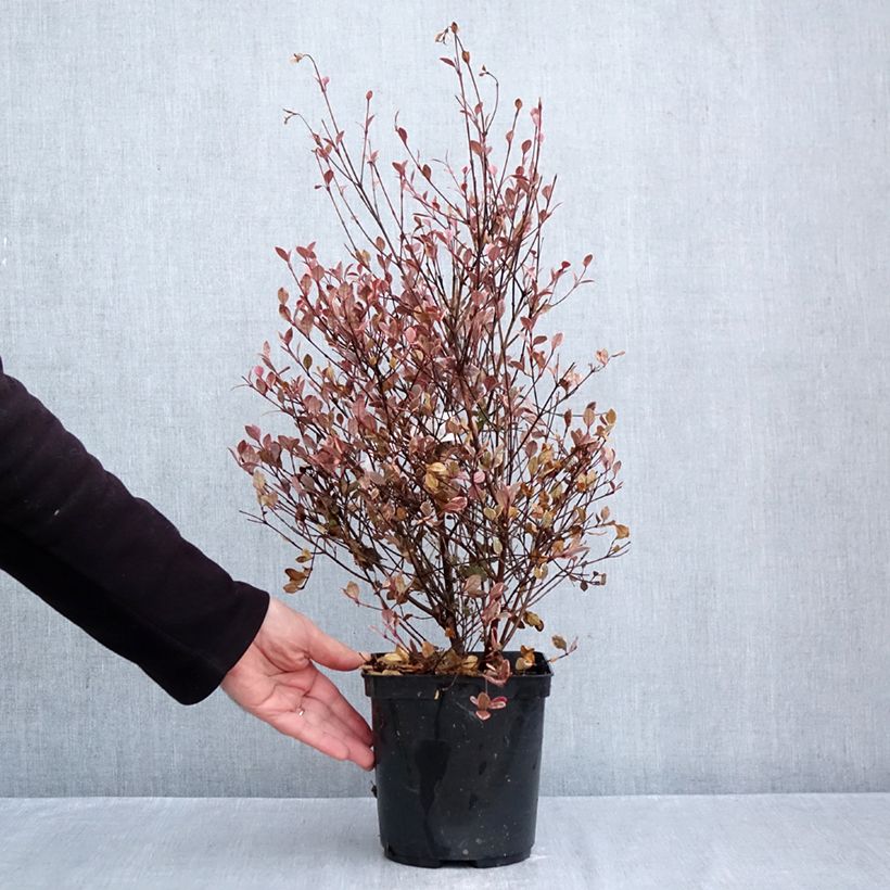 Exemplar von Lophomyrtus Golden dragon Topf mit 3L/4L wie im Herbst geliefert