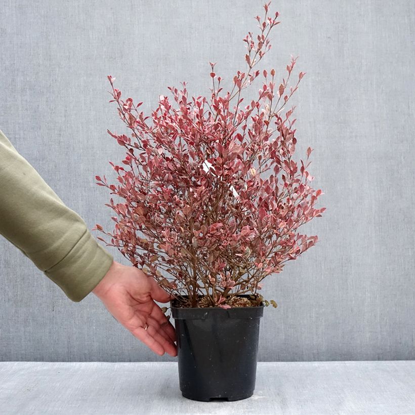 Exemplar von Lophomyrtus Golden dragon Topf mit 3L/4L wie im Winter geliefert