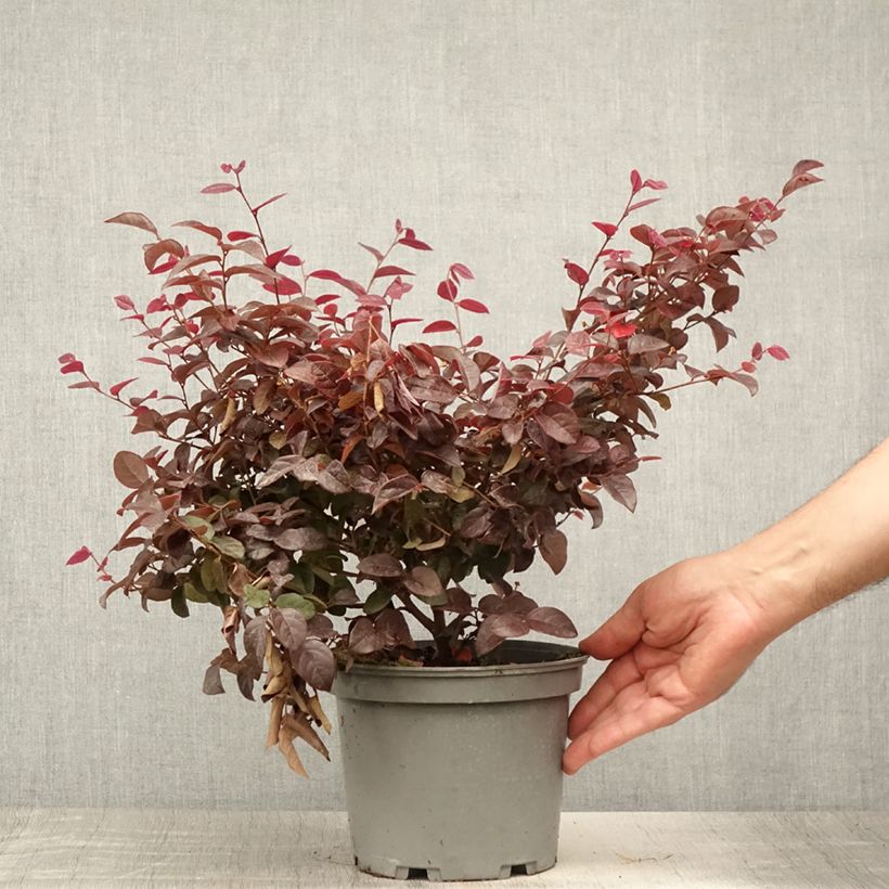 Exemplar von Loropetalum chinense Ever Red - Riemenblüte Topf mit 3L/4L wie im Sommer geliefert