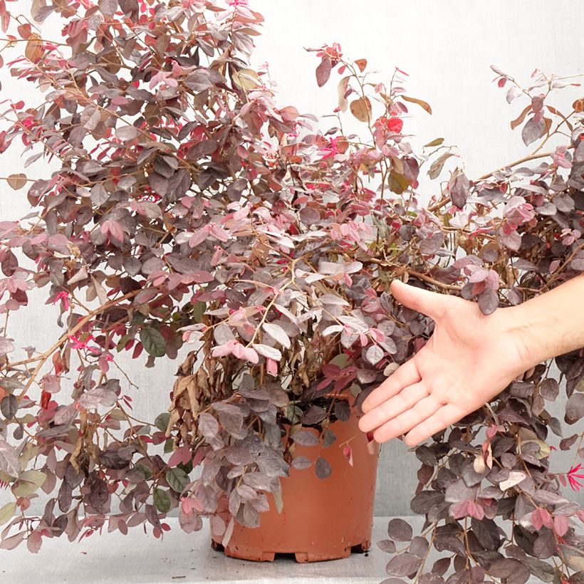 Exemplar von Loropetalum chinense Ever Red - Riemenblüte Topf mit 7,5L/10L wie im Sommer geliefert