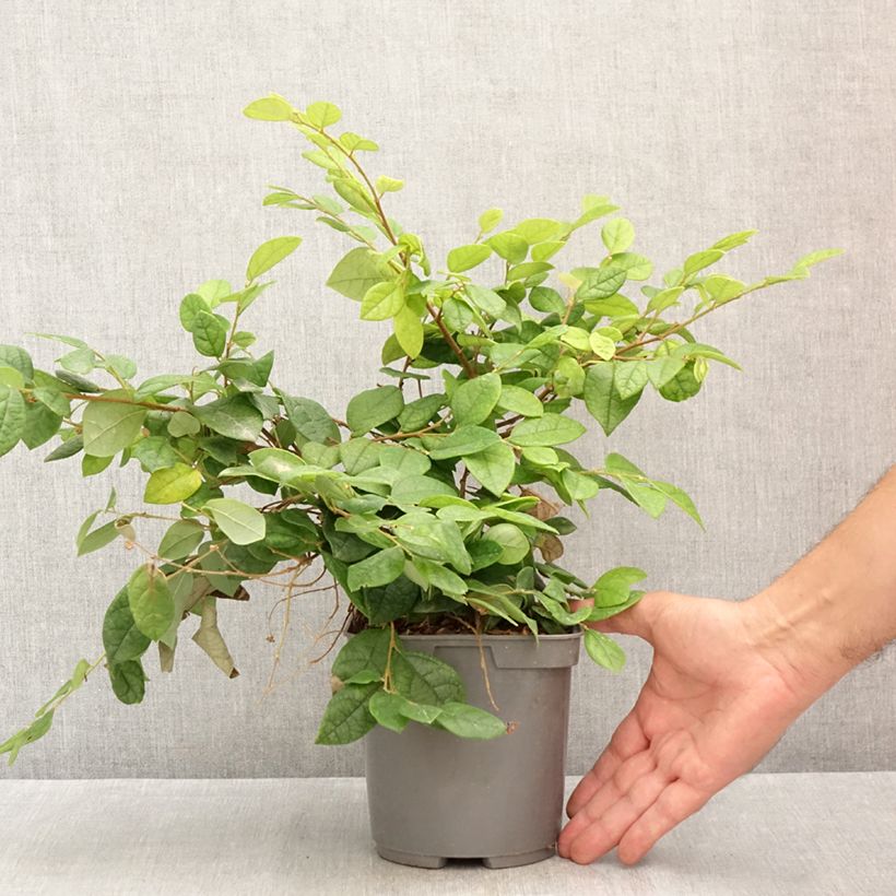 Exemplar von Loropetalum chinense - Riemenblüte Topf mit 2L/3L wie im Sommer geliefert