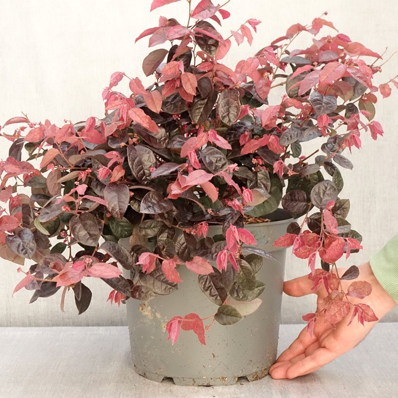 Exemplar von Loropetalum chinense - Riemenblüte Topf mit 7,5L/10L wie im Winter geliefert