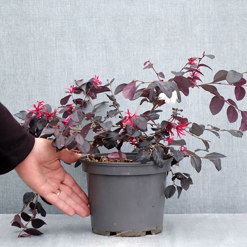 Exemplar von Loropetalum chinense Rouge de la Majorie - Riemenblüte Topf mit 3L/4L wie im Herbst geliefert