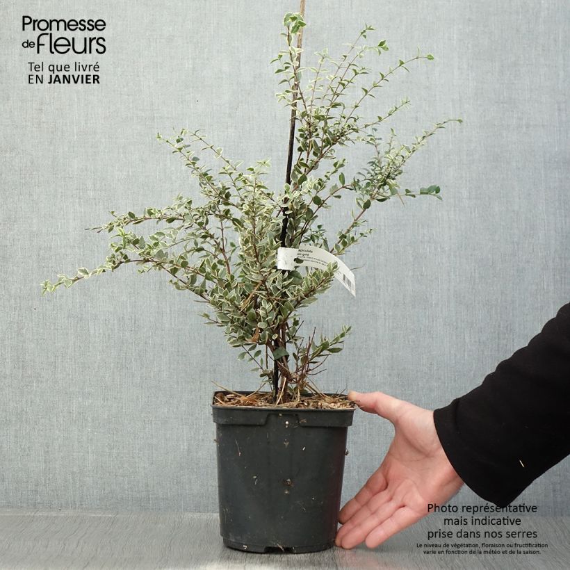 Exemplar von Luma apiculata Glanleam Gold - Chilenische Myrte Topf mit 3L/4L wie im Winter geliefert