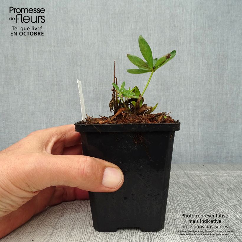 Exemplar von Staudenlupine Gallery Red Kleine Töpfe von 8/9 cm wie im Herbst geliefert