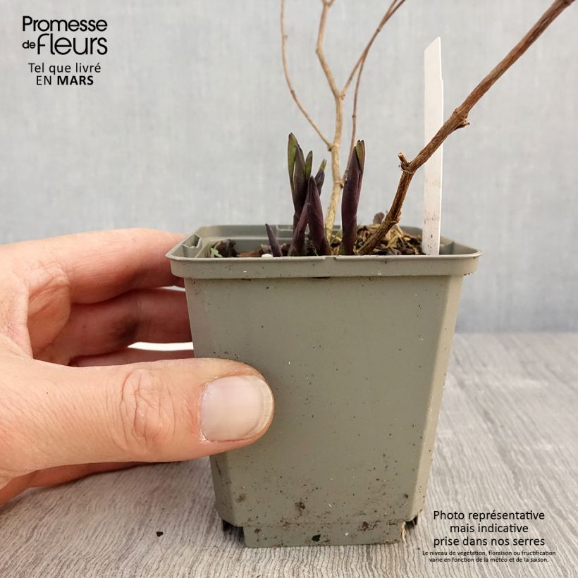 Exemplar von Baptisia Purple Smoke - Indigolupine Kleine Töpfe von 8/9 cm wie im Frühjahr geliefert