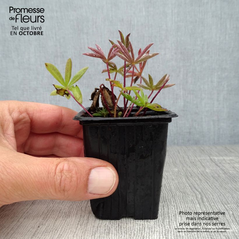 Exemplar von Staudenlupine The Châtelaine Kleine Töpfe von 7/8 cm wie im Herbst geliefert