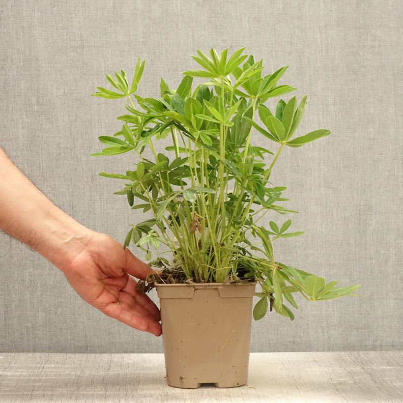 Exemplar von Staudenlupine Chandelier Topf mit 2L/3L wie im Frühjahr geliefert
