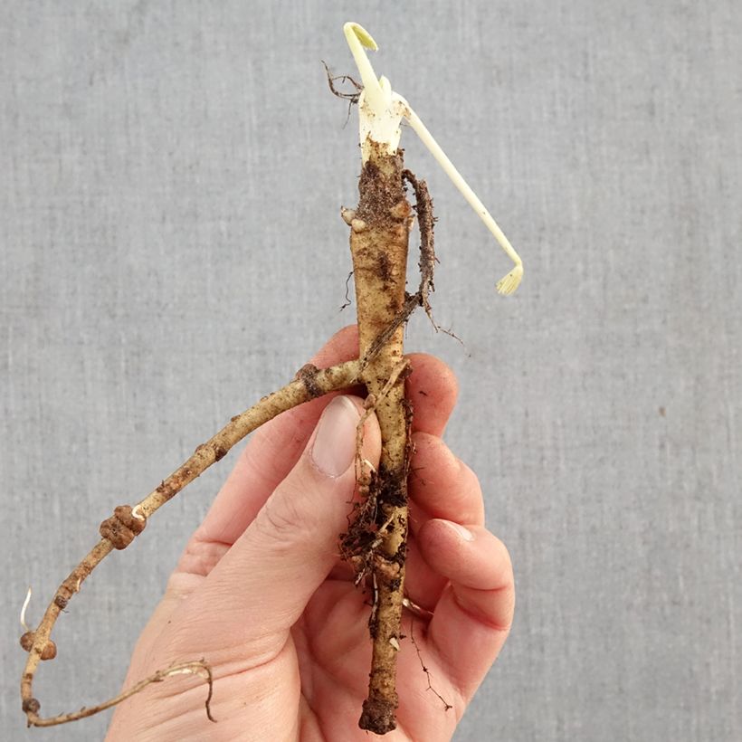 Exemplar von Staudenlupine The Governor Wurzelnackt wie im Winter geliefert