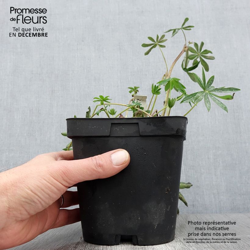 Exemplar von Staudenlupine My Castle Topf mit 2L/3L wie im Herbst geliefert