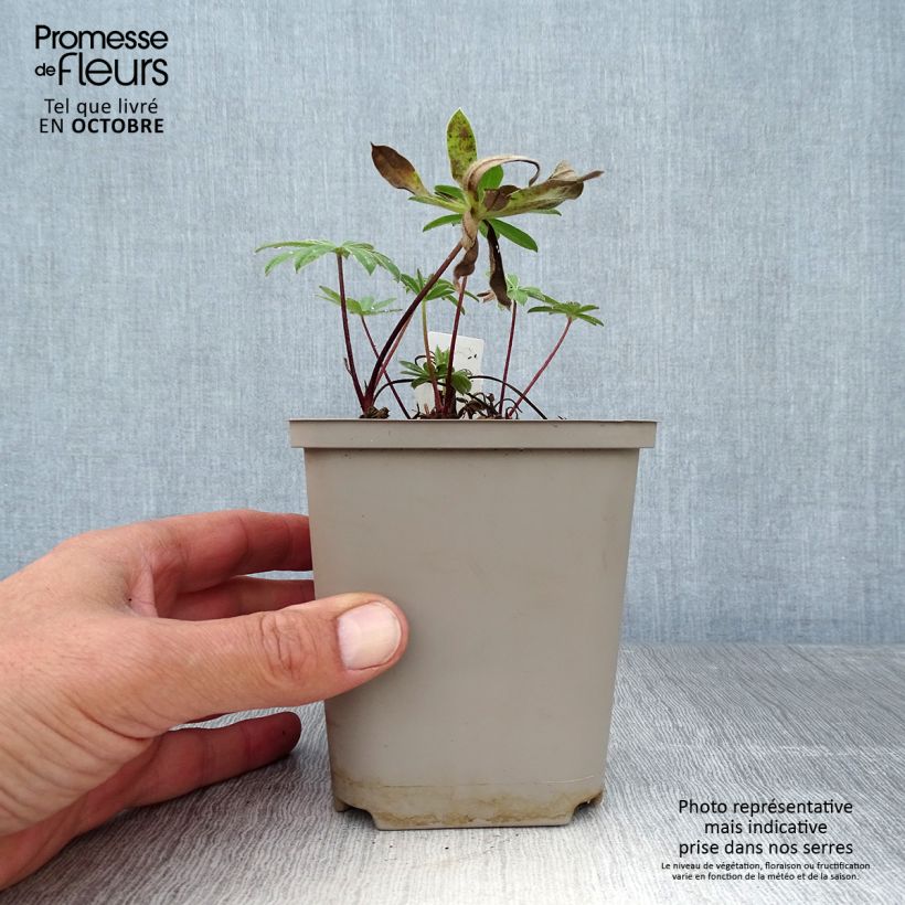 Exemplar von Staudenlupine West Country Red Rum Topf 10 cm/11cm wie im Herbst geliefert