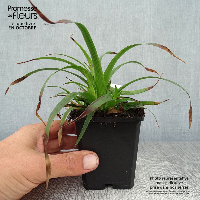Exemplar von Wald-Hainsimse - Luzula sylvatica Kleine Töpfe von 8/9 cm wie im Herbst geliefert