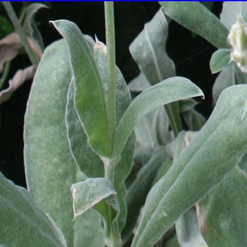 Kranz-Lichtnelke Atrosanguinea - Lychnis coronaria (Laub)
