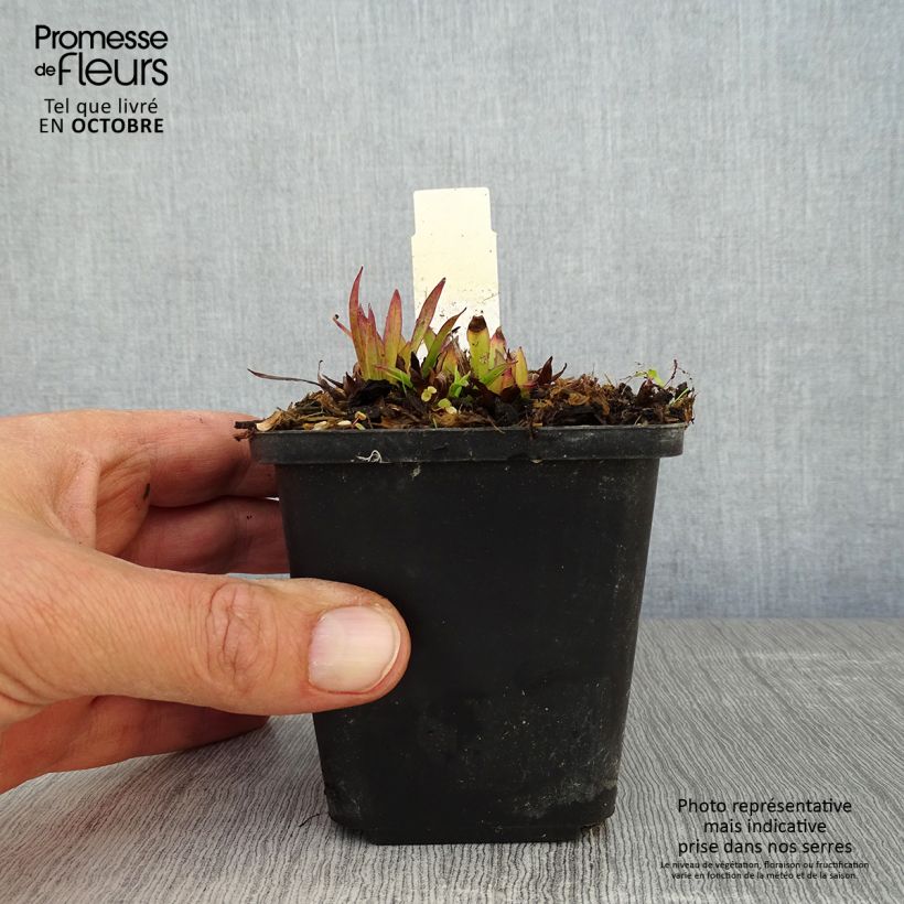Exemplar von Alpen-Lichtnelke - Lychnis alpina Kleine Töpfe von 8/9 cm wie im Herbst geliefert