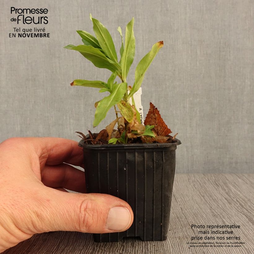 Exemplar von Lichtnelke Flore Pleno - Lychnis chalcedonica Kleine Töpfe von 8/9 cm wie im Herbst geliefert