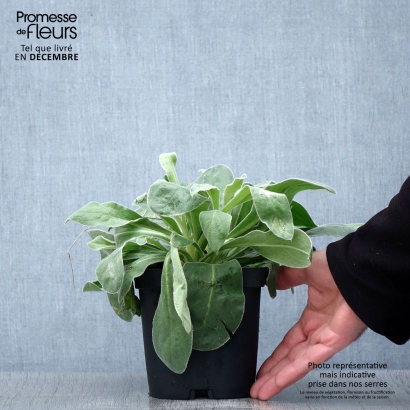 Exemplar von Kranz-Lichtnelke Alba - Lychnis coronaria Topf mit 2L/3L wie im Herbst geliefert