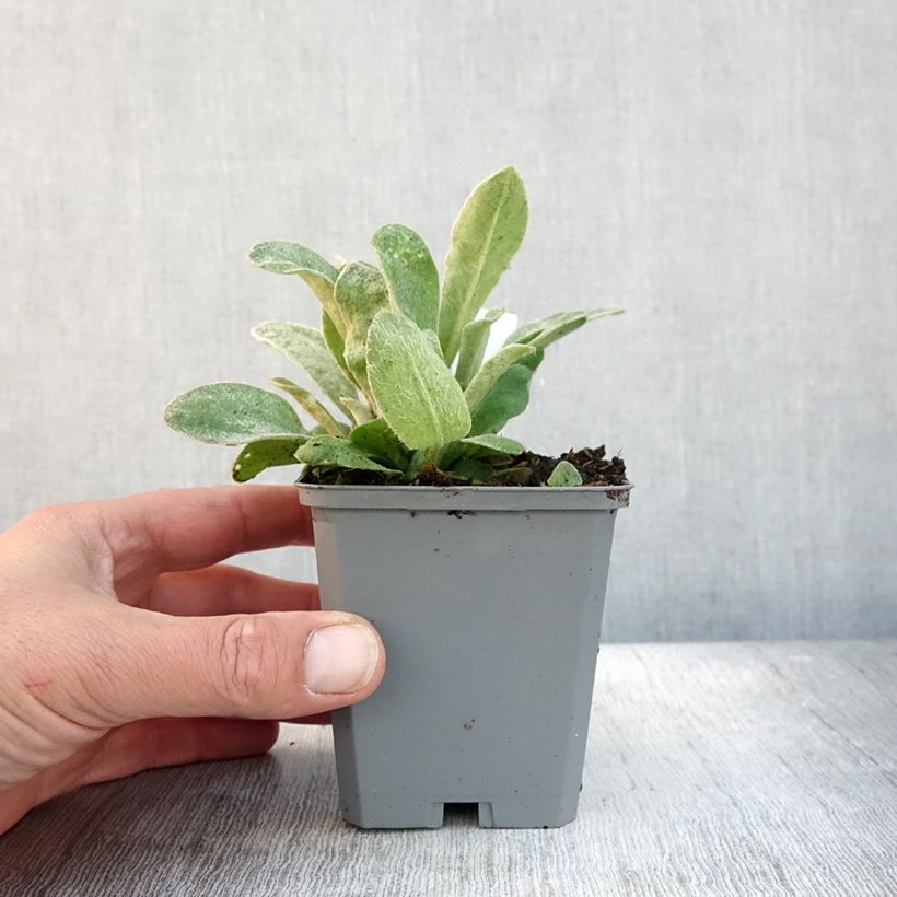 Exemplar von Kranz-Lichtnelke Atrosanguinea - Lychnis coronaria Kleine Töpfe von 8/9 cm wie im Herbst geliefert