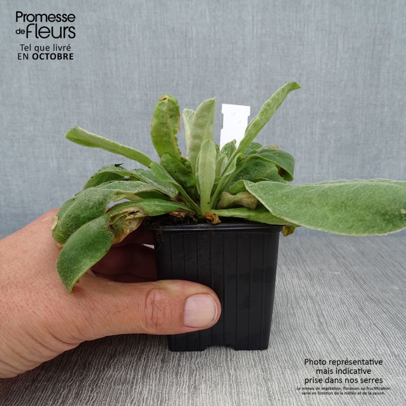 Exemplar von Kranz-Lichtnelke - Lychnis coronaria Kleine Töpfe von 8/9 cm wie im Herbst geliefert