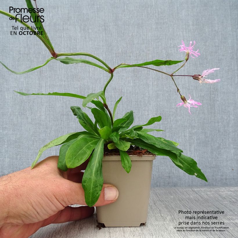 Exemplar von Kuckucks-Lichtnelke - Lychnis flos-cuculi Kleine Töpfe von 8/9 cm wie im Herbst geliefert