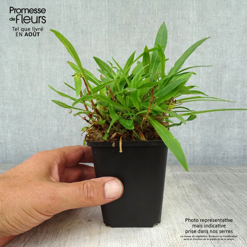 Exemplar von Kuckucks-Lichtnelke Petit Henri - Lychnis flos-cuculi Kleine Töpfe von 8/9 cm wie im Sommer geliefert