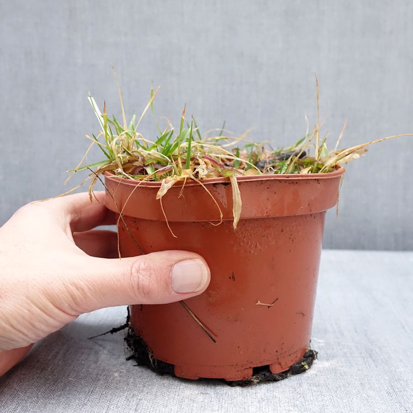 Exemplar von Kuckucks-Lichtnelke Petit Henri - Lychnis flos-cuculi Topf mit 1,5L/2L wie im Winter geliefert